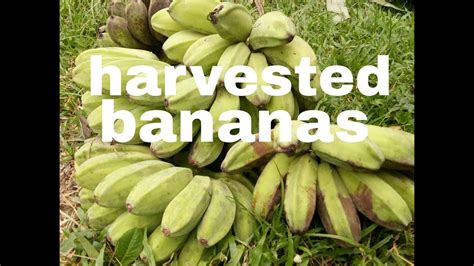 tagalog sex stories bananas|Stories of bananas (@bananas) — Pulandit.com .